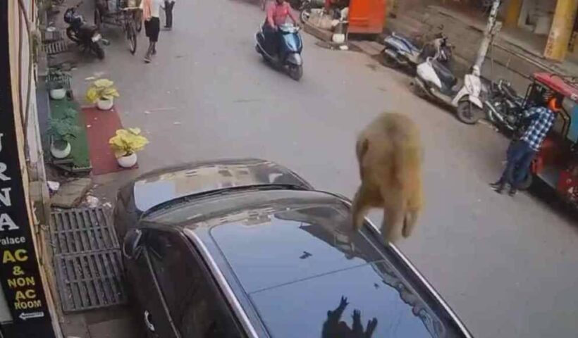 The monkey fell from above and directly inside the car, what happened after that was no less than a miracle