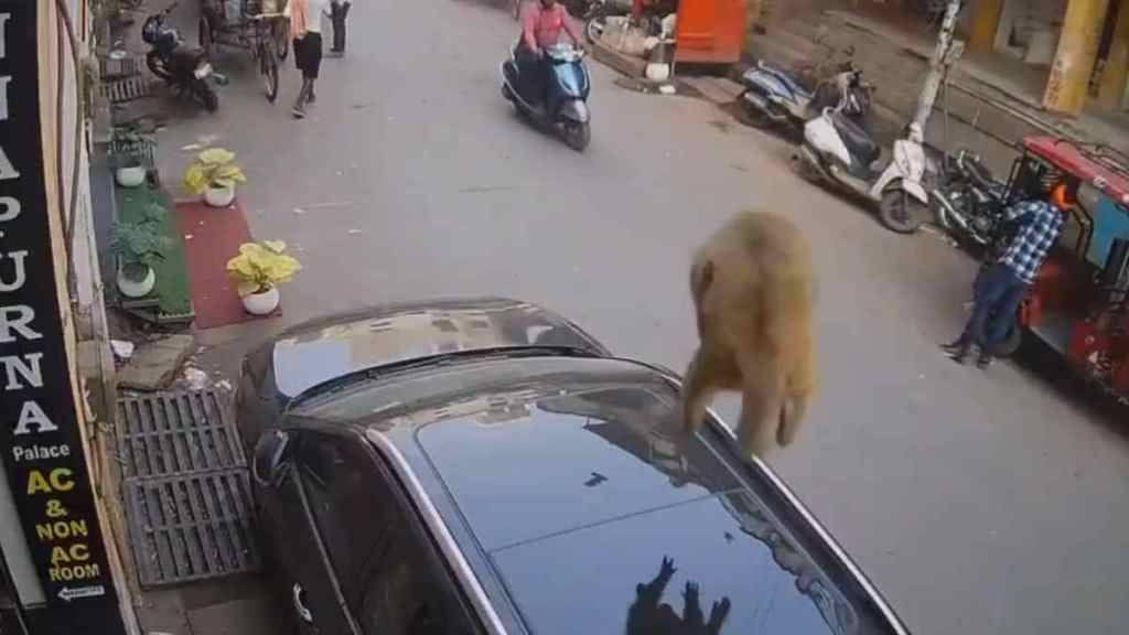 The monkey fell from above and directly inside the car, what happened after that was no less than a miracle