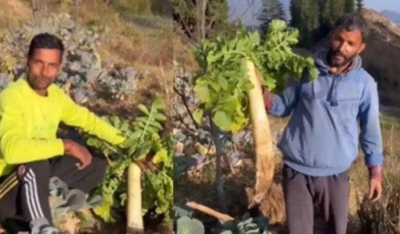 The man cultivated radish, was surprised as soon as he dug the land, know what is special in radish