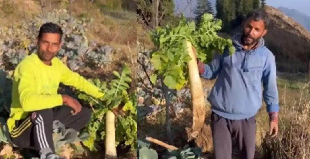 The man cultivated radish, was surprised as soon as he dug the land, know what is special in radish