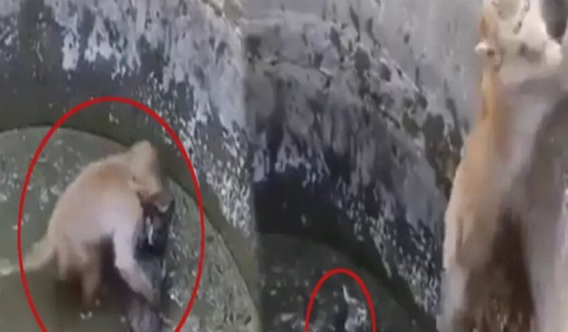 A cat fell into a well, then a monkey helped it, see in the video how it was pulled out