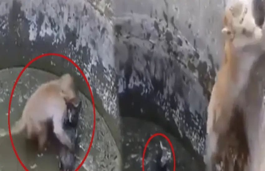 A cat fell into a well, then a monkey helped it, see in the video how it was pulled out