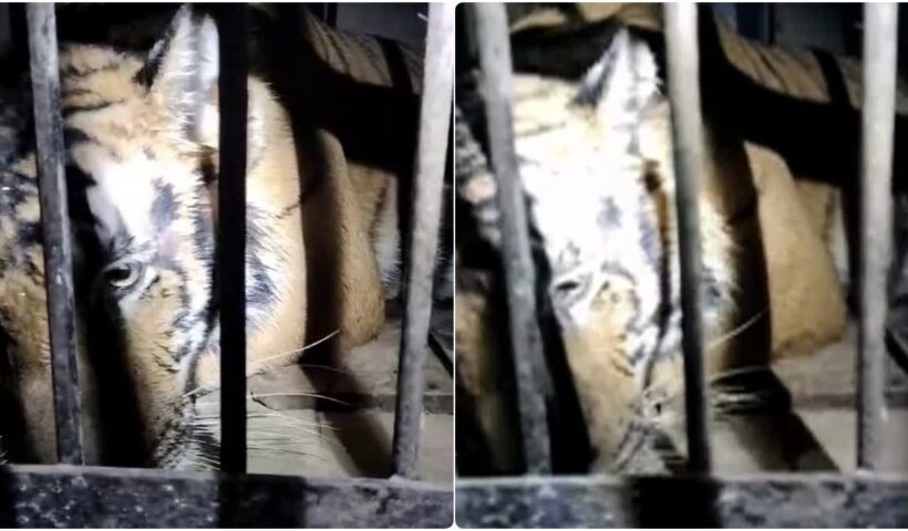 The tiger that killed a woman in Nainital was caught in the forest department's cage and sent to the rescue center