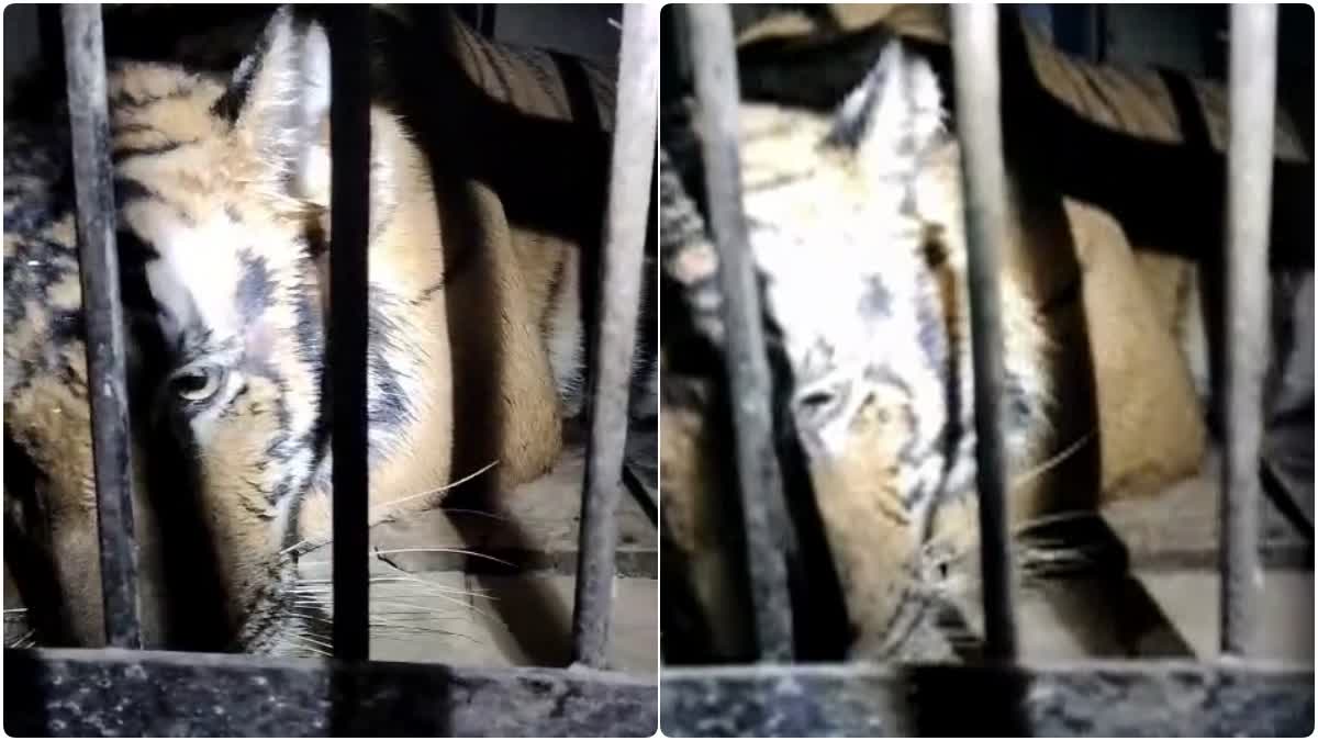 The tiger that killed a woman in Nainital was caught in the forest department's cage and sent to the rescue center