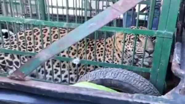 Leopard Trapped in Chicken Coop Rescued by Forest Department in Almora