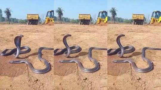 snake-video:-cobra-dies-in-front-of-female-emotional-scene-stuns-everyone