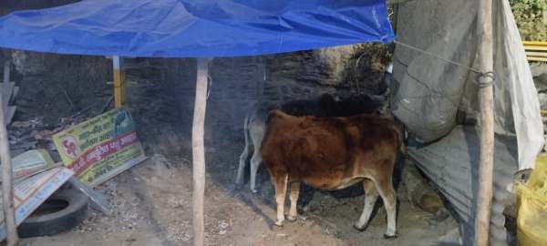 relief-for-cows-shivering-in-pandeykhola-dheeraj-pandey-built-a-temporary-cowshed