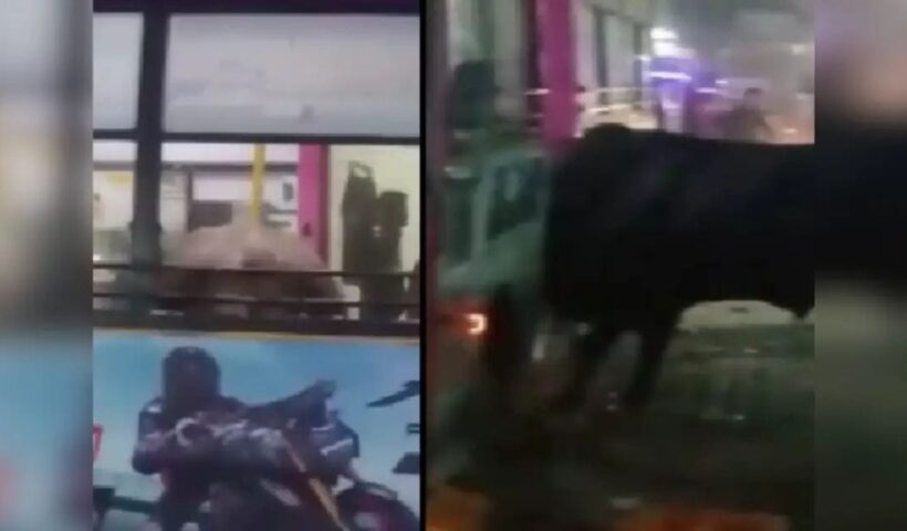 A bull entered a low floor bus, causing havoc due to vandalism, lives were saved this way