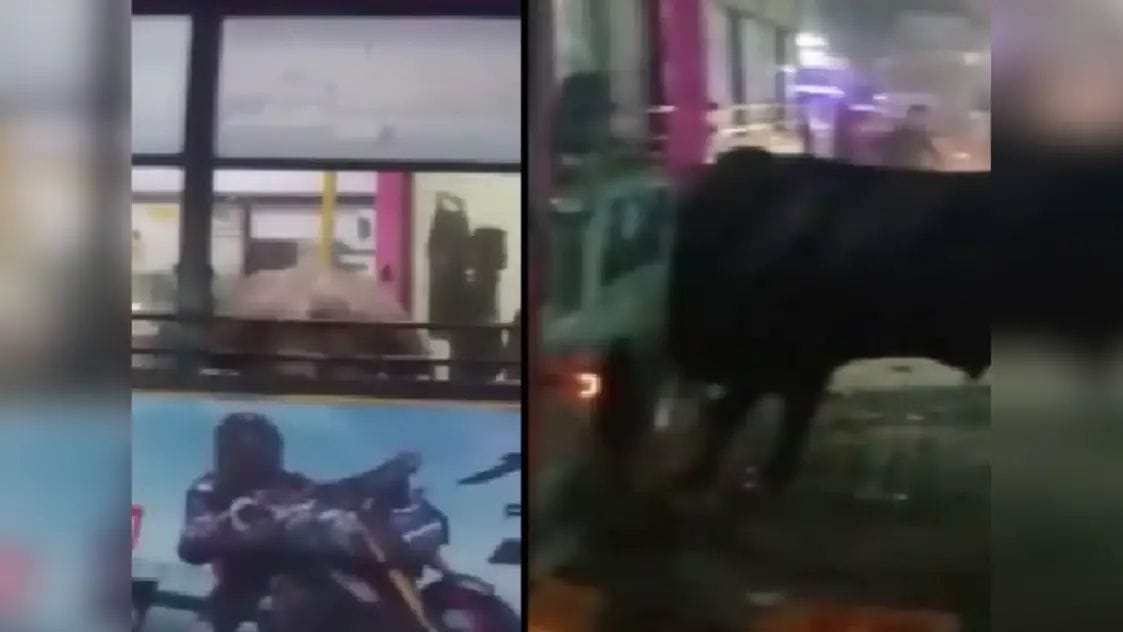 A bull entered a low floor bus, causing havoc due to vandalism, lives were saved this way