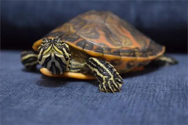 Claim of miraculous tortoise in Maha Kumbh