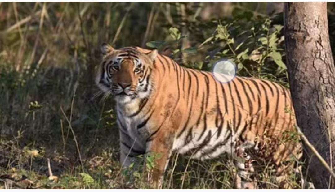 Woman dies due to tiger attack in Kotdwar, Uttarakhand